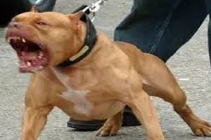 हरिद्वार: पड़ोसी के पिटबुल ने बच्चे को नोंचा, मुकदमा दर्ज