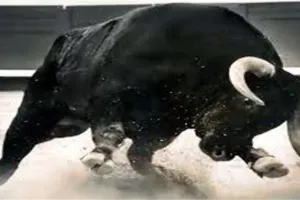 बरेली: आवारा सांड ने किसान पर किया हमला... फाड़ा पेट, इलाज के दौरान मौत