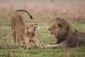 इटावा :  लायन सफारी में पर्यटकों देख सकेंगे, चार  शेरों की उछलकूद 