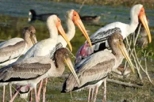 कुकरैल नदी की स्वच्छता एवं सौंदर्य दे रहे विदेशी मेहमानों को आमंत्रण