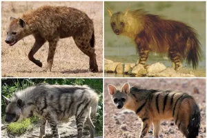 चित्तीदार लकड़बग्घे की आवाज उसकी और समूह की पहचान का जरिया होती है