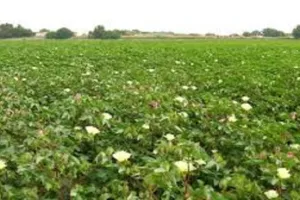 पंजाब में कपास, मक्का की पैदावार में 2050 तक 11 और 13 प्रतिशत की कमी का अनुमान 