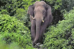 चावल पसंद करने वाले हाथी का केरल के गांव में कहर, किया राशन की दुकान को तबाह 