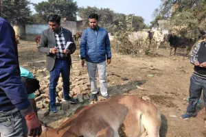 बरेली: गोवंश को छुट्टा छोड़ने पर 10 लोगों पर मुकदमा दर्ज 