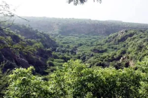 जसपुर: 32 एकड़ में विकसित होगा सिटी फॉरेस्ट 