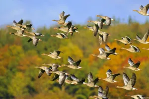 हल्द्वानी: नेपाल से यूपी बॉर्डर तक ‘उड़ती चिड़िया’ गिनेगा जंगलात