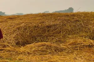 बलिया: कुत्तों ने नोंचा पुआल में दबा युवक का क्षत-विक्षत शव   