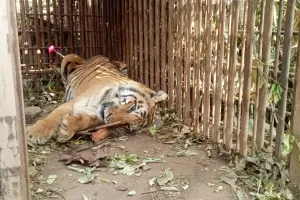 रामनगरः मोहान में आतंक का पर्याय बनी बाघिन हुई पिंजरे में कैद, DNA जांच के लिए हैदराबाद जाएगा सैम्पल- जानें क्यों 