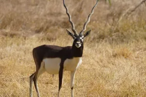 ओडिशा में आज शुरू होगी काले हिरणों की गणना, राज्य के इस जिलें में दिखता है 'Black Buck'