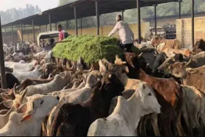 बरेली: निगम की गौशाला में नहीं होगी चारे की कमी