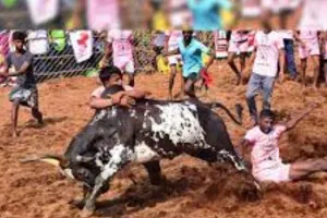 तमिलनाडु: सांडों को खिला-पिलाकर किया जा रहा तैयार जल्लीकट्टू के लिए 