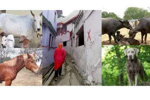 Joshimath Crisis: प्रभावित परिवारों के घर छोड़ने से पालतू जानवरों की बढ़ी परेशानी