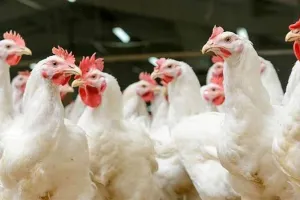 फिर मंडरा रहा बर्ड फ्लू का खतरा, एक लाख मुर्गियों को मारेगा जापान...  निर्यात पर लगा प्रतिबंध 