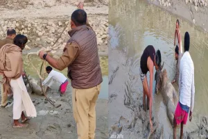 बहराइच: घाघरा के दलदल में फंसे गोवंश को पुलिसकर्मियों  ने बचाया