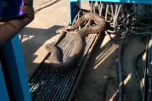 Bahraich News: बैराज में सीबी बदलने पहुंचे कर्मी की ओर बढ़ा अजगर, भागकर बचाई जान