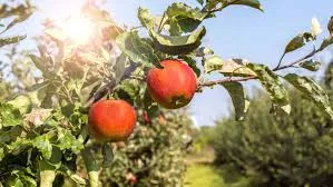 देहरादून:  राज्य में निशुल्क वितरित होंगी शीतकालीन फल पौध