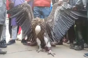 हिमालय से Kanpur की धरती पर आया दुर्लभ गिफेन गिद्ध, चिड़ियाघर में किया गया क्वारंटीन