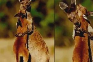 VIRAL VIDEO : मादा कंगारू और उसके बच्चे के बीच देखने को मिला ममता का सच्चा प्यार, ऐसे लगाया गले भावुक हुए यूजर्स