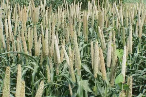 मोटा खाएं निरोग रहें के थीम पर जागरूकता अभियान चलाएगी योगी सरकार