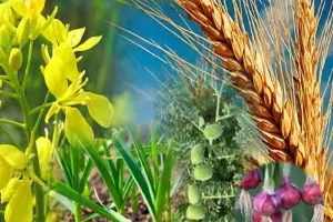 रबी फसलों की सिंचाई के लिए नहरों में दोबारा छोड़ा जाएगा पानी