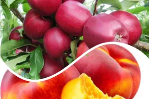 हल्द्वानी: बर्फबारी न हुई तो सेब और आडू की पैदावार पर पड़ेगा असर