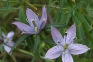 कड़वा है ये चिरायता, लेकिन गुणकारी भी