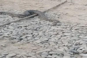 सुलतानपुर : वाराणसी रेलवे ट्रैक के नीचे से फिर निकला अजगर 