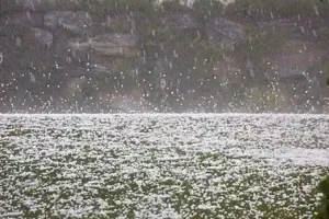 बरेली: तेज बारिश और ओलावृष्टि से फसलों को हुआ नुकसान