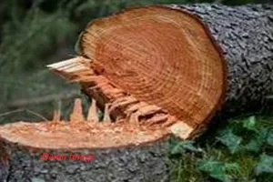 मुरादाबाद : ठाकुरद्वारा तक हाईवे निर्माण की भेंट चढ़ेंगे 11,000 पेड़