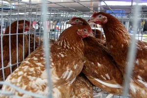 जापान में नए Bird Flu का प्रकोप, चार लाख से अधिक मुर्गियों को मारने का काम शुरू