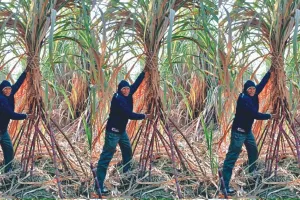 गदरपुरः बनारस के गन्ने की प्रजाति से हो रही दोगुनी आय 