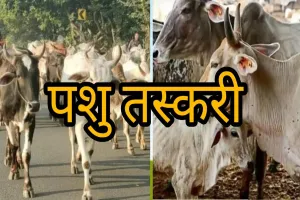 बदायूं : पशु तस्करों ने तीन गोवंशीय पशुओं को मारकर अवशेष खेत में फेंके, आक्रोश व्याप्त