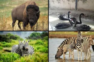 पटना चिड़ियाघर: मिलेंगे पशु विनिमय कार्यक्रम के तहत मैसूर से बाइसन, जेबरा, ढोले और काला हंस  