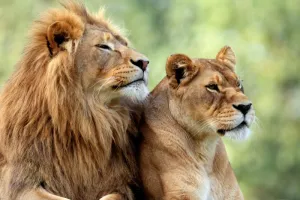 गुजरात: कुएं में गिरने से शेर-शेरनी की मौत, वन विभाग ने पोस्टमार्टम के लिए भेजे शव 