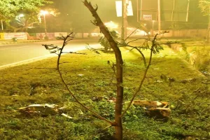 मुरादाबाद : पौधरोपण कर भूलने वाले देख लें, दम तोड़ गए 30 प्रतिशत पौधे