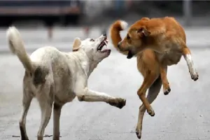 बहराइच में आवारा कुत्तों का आतंक, हमले में 12 वर्षीय बालक गंभीर रूप से घायल