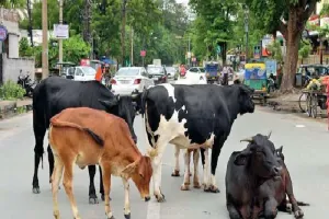 लखनऊ : भारी विरोध के बीच पकड़े 16 आवारा पशु