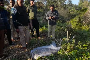 रामनगरः गौशाला डिपो के पास मिला मादा गुलदार का शव 