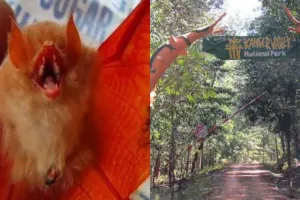 छत्तीसगढ़ : कांगेर घाटी राष्ट्रीय उद्यान में मिला दुर्लभ नारंगी रंग का चमगादड़ 