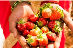 छत्तीसगढ़ : अनुकूल जलवायु से जशपुर में हो रही स्ट्रॉबेरी की अच्छी खेती 