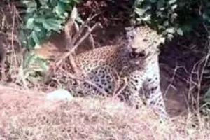 छत्तीसगढ़ : तेंदुए के हमले में ग्रामीण की मौत, एक महीने में गई तीसरी जान