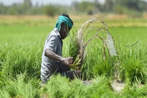 लखनऊ :  जिले में मात्र 42 किसानों ने कराया फसल बीमा 