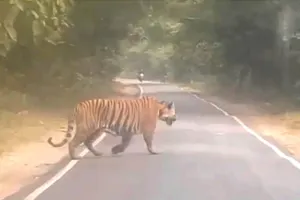 बहराइच : दिल्ली से आए पर्यटकों के दल को सड़क पर दिखा बाघ