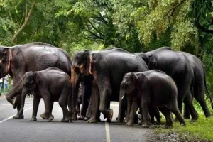 हाथियों को प्रभावित क्षेत्रों से भगाने के लिए मधुमक्खियों की फौज बनाएगी इस राज्य की सरकार 