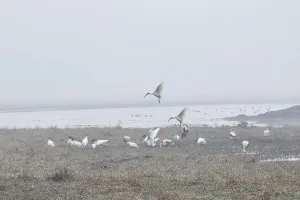 बरेली: वेटलैंड पर दिख रहीं विदेशी मेहमानों की अठखेलियां