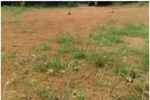 रायबरेली: चारागाह की सुरक्षित भूमि का आवंटन कराकर किया बड़ा खेल, शिकायत पर शुरू हुई कार्रवाई