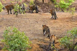 सरिस्का बाघिन के दो शावक पर्यटकों के बने आकर्षण का केन्द्र 