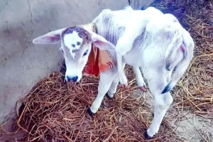 नानकमत्ता: महाशिवरात्रि से पूर्व गाय ने जन्मा छह पैर, दो पूंछ वाला बछड़ा, क्या आपने देखा...!