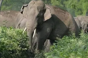 खटीमा: किलपुरा वन रेंज में हाथी झुंड हुआ उग्र, वन कर्मियों को भी दौड़ाया