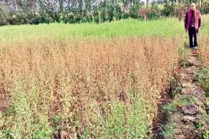 जसपुर: अज्ञात बीमारी से सूखने लगी सरसों की फसल